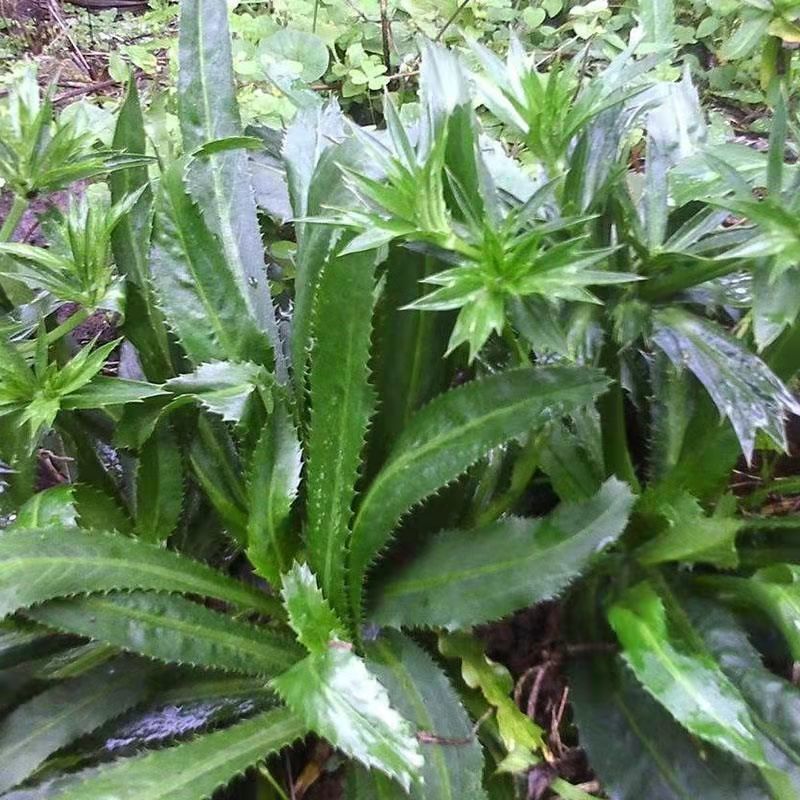 云南德宏特产老缅芫荽泰国香菜刺芫荽新鲜大叶芫荽蘸水早点辅料邮