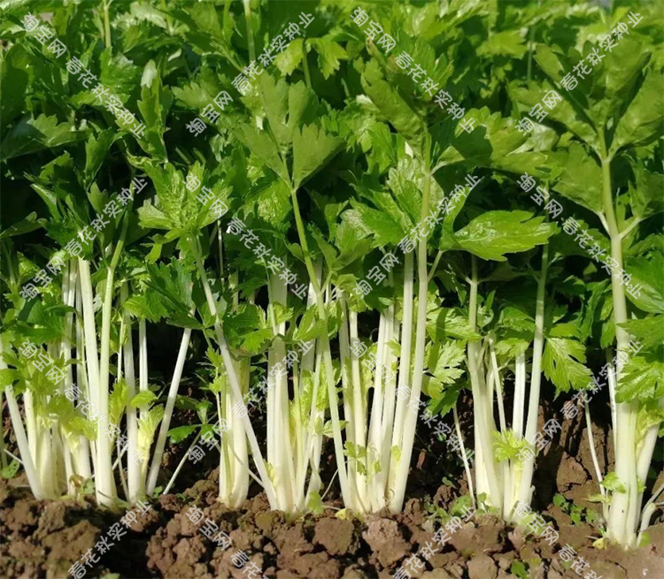 脆嫩雪白芹菜种子春夏秋四季播蔬菜籽香味浓小香芹易种口感好孑雪白