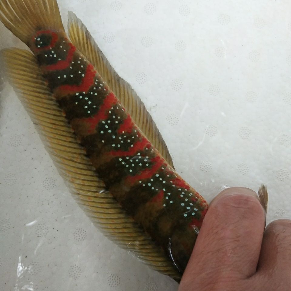 月鳢雷龙鱼七星鱼观赏鱼,冷水鱼不打氧气 绝品超红13到18厘米【图片