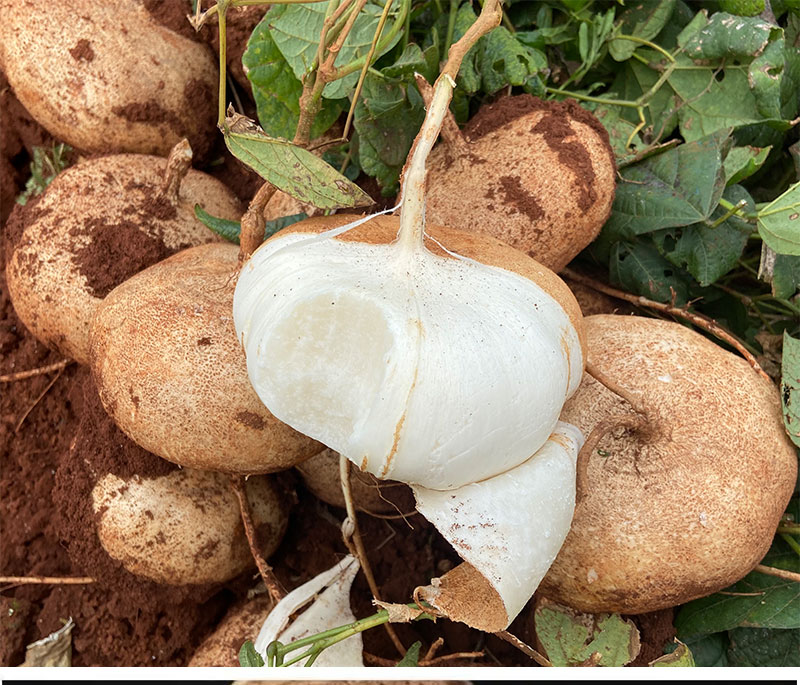 现挖凉薯新鲜白地瓜10斤装广西土瓜红土豆薯农家沙番薯山芋55斤中果