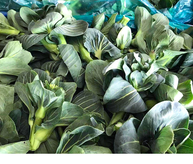 鲜美惊 苏北农家霜冻上海青大青菜心菜苔新鲜苏州青太湖黑油菜菜芯花