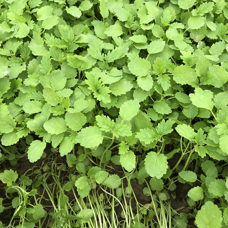 益母草种籽种子阳台盆栽种植野生食用苗四季春夏播蔬菜 益母草种子500