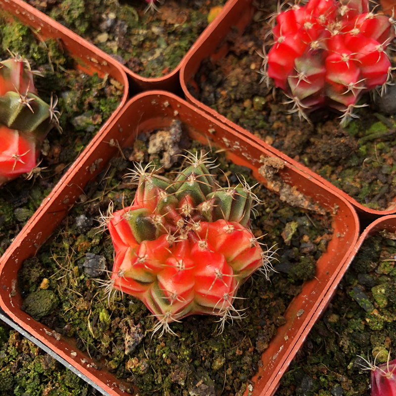 园艺 实生绯牡丹锦 精品开花仙人球多肉植物 实生绯牡丹锦2.