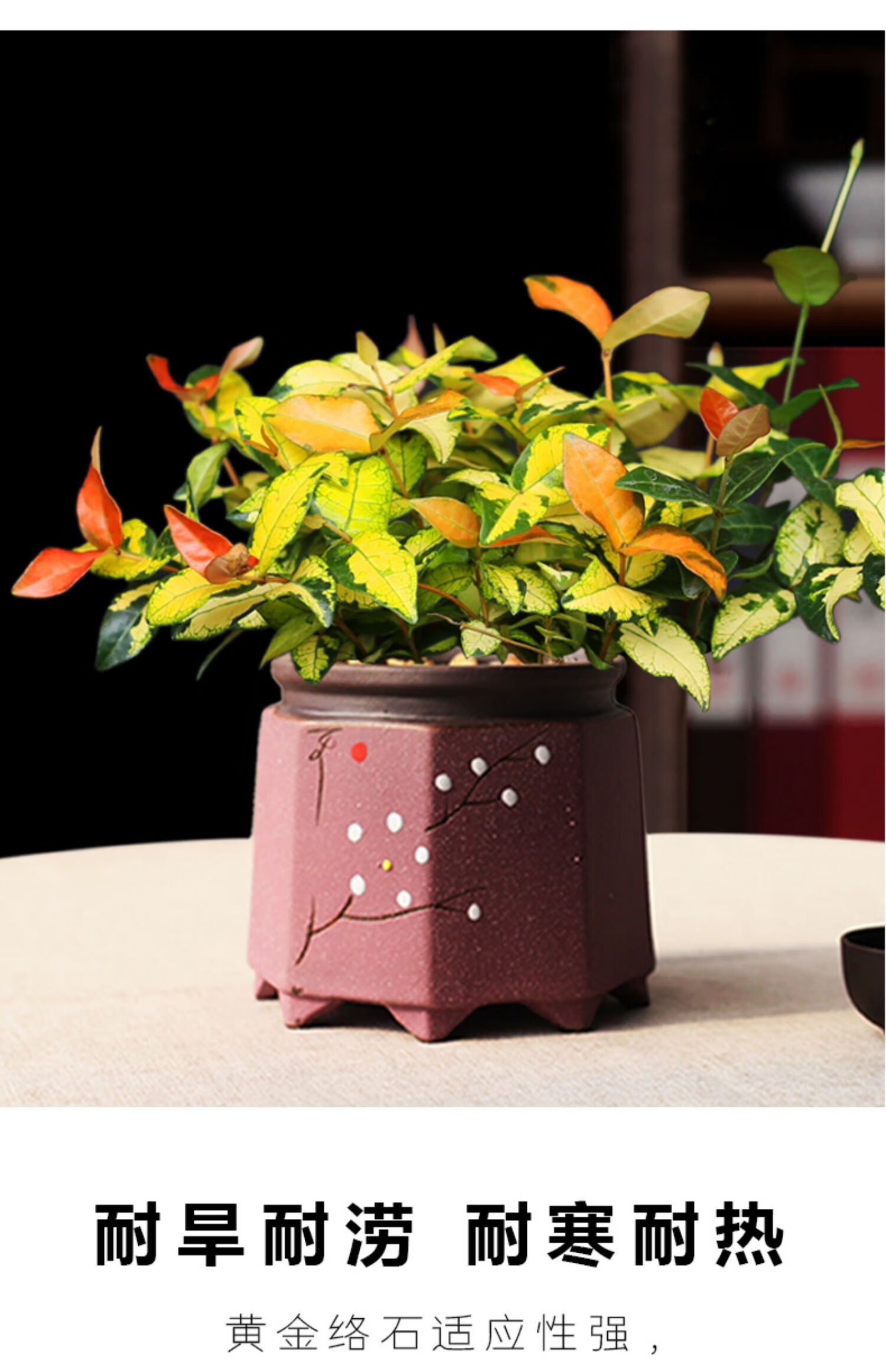 【青意萱】青意萱黄金络石盆栽花叶络石吊兰垂藤植物室内阳台庭院四季