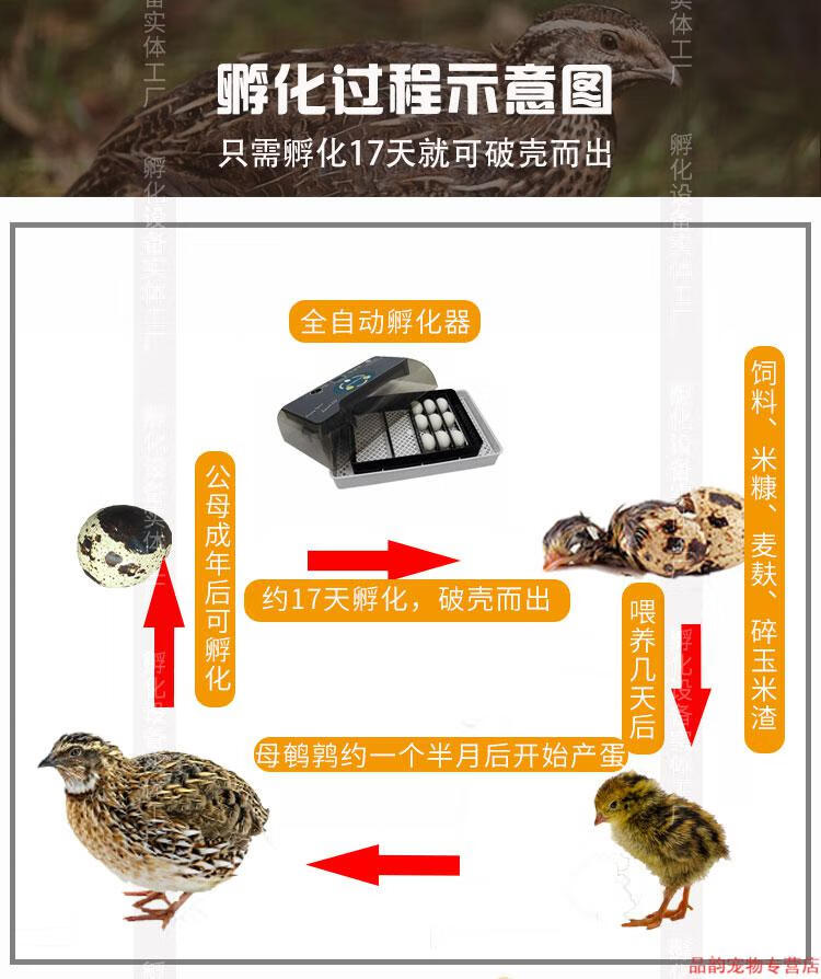 鹌鹑种蛋 鹌鹑蛋受精种蛋可孵化 受精种蛋孵化蛋新鲜鹌鹑蛋生蛋 10枚