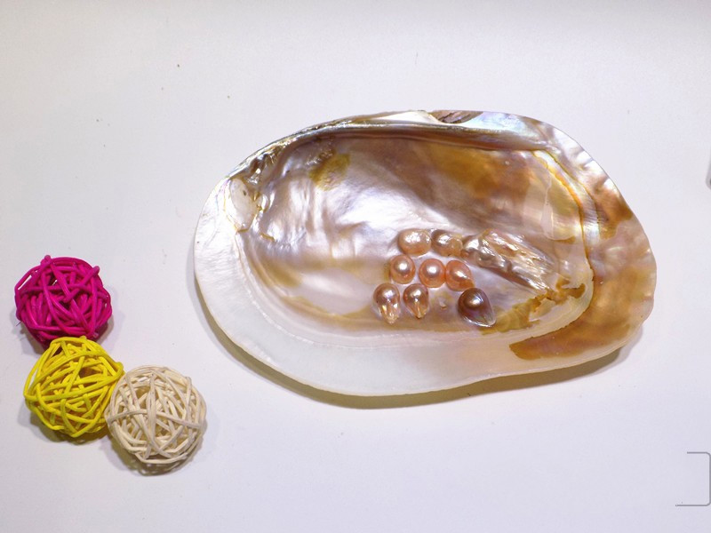 珍珠蚌壳天然珍珠珊瑚海星收藏水族贝壳画天然海螺贝壳摆件m珍珠贝