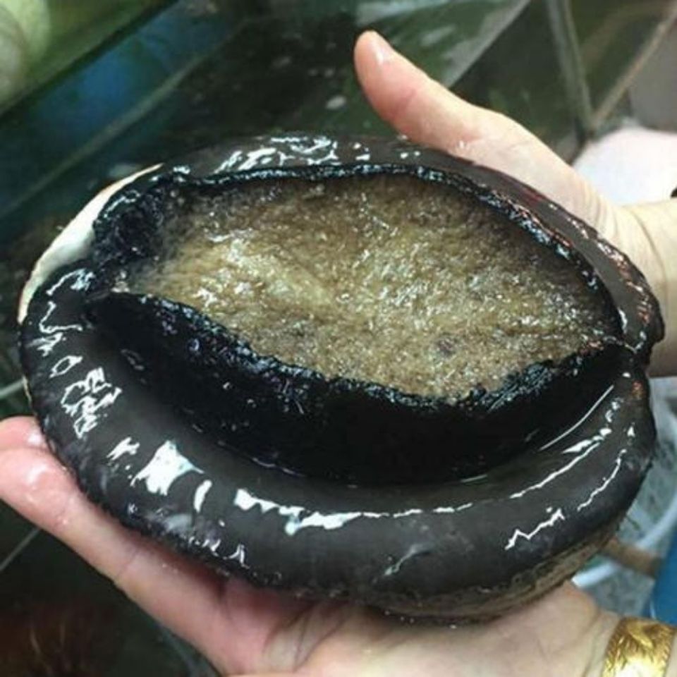 澳大利亞特大黑邊鮑魚 黑金鮑魚食材 1只400g一550g【圖片 價格 品牌