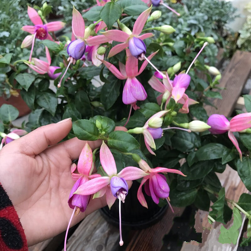 倒挂金钟盆栽吊钟海棠藤本灯笼花耐半阴花卉花期长粉壳白心单瓣大盆不