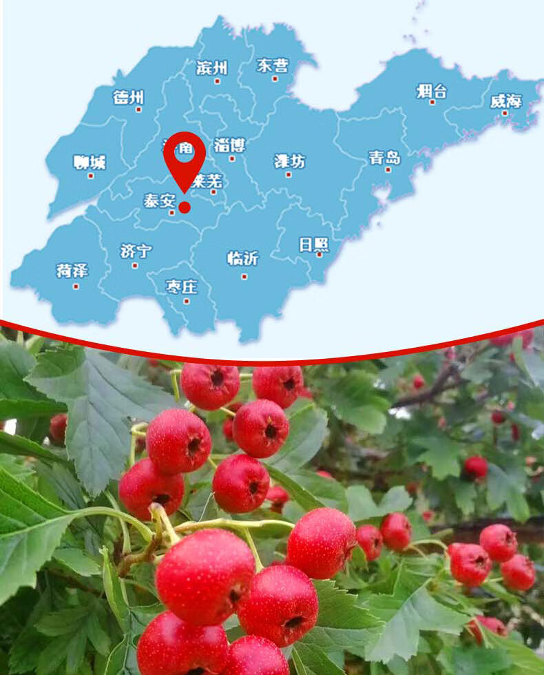 山楂鲜果新鲜鲜山楂果现摘水果甜红子大五棱大金星炒糖雪球糖葫芦