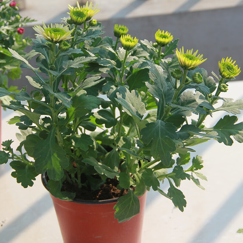 新品荷兰菊苗盆栽阳台观赏植物美人菊成品带花红色带盆栽好