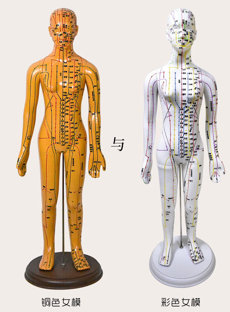 中醫針灸穴位人體模型可扎針練習男女全身十二經絡小皮人模特圖wb彩色