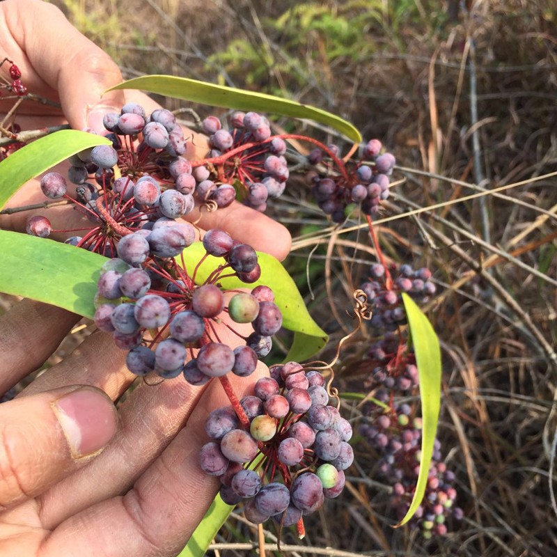 药材土茯苓种子 新采土茯苓种子 野生茯苓树籽红土苓硬饭头冷饭团