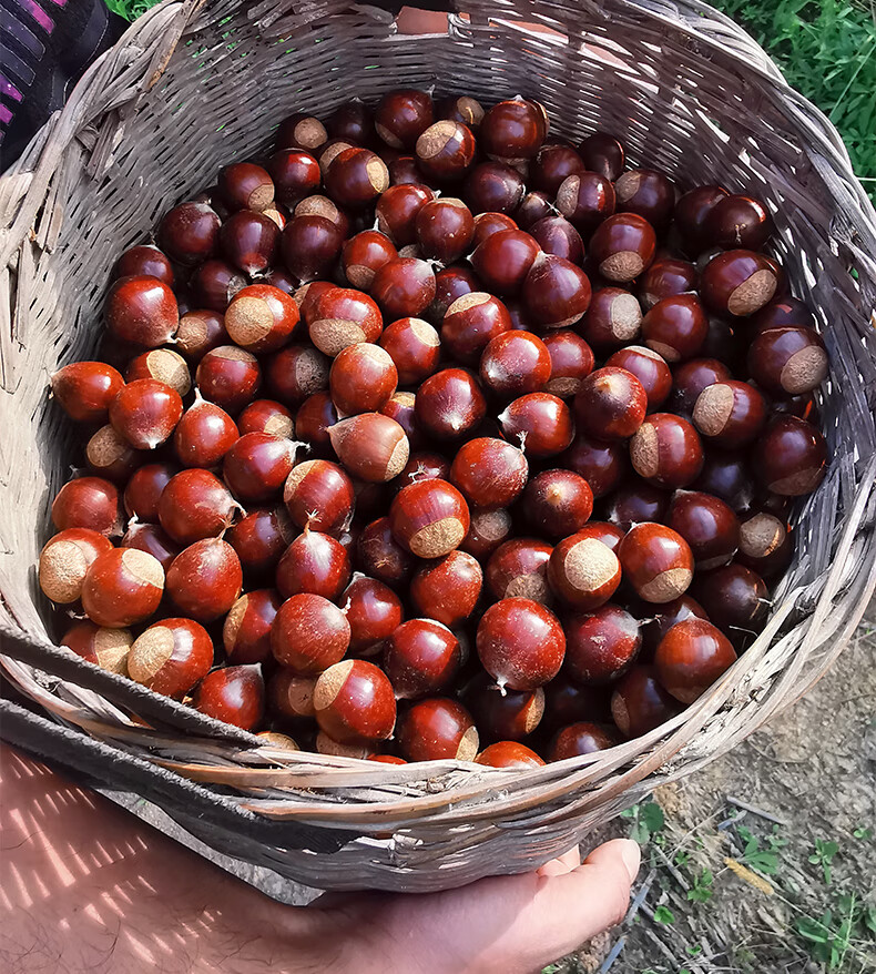 2022年锥栗 新鲜现摘福建特产建瓯高山栗子精选大果本地甜糯油栗子圆