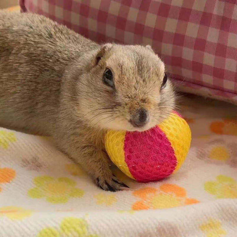 【京选推荐】网红土拨鼠幼崽迷你土拨鼠家养亲人宠物打疫苗 土拨鼠幼