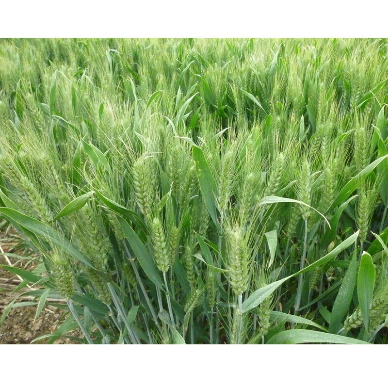 强筋小麦种子高产小麦种子抗倒大穗原种 一斤 烟农19【图片 价格 品牌
