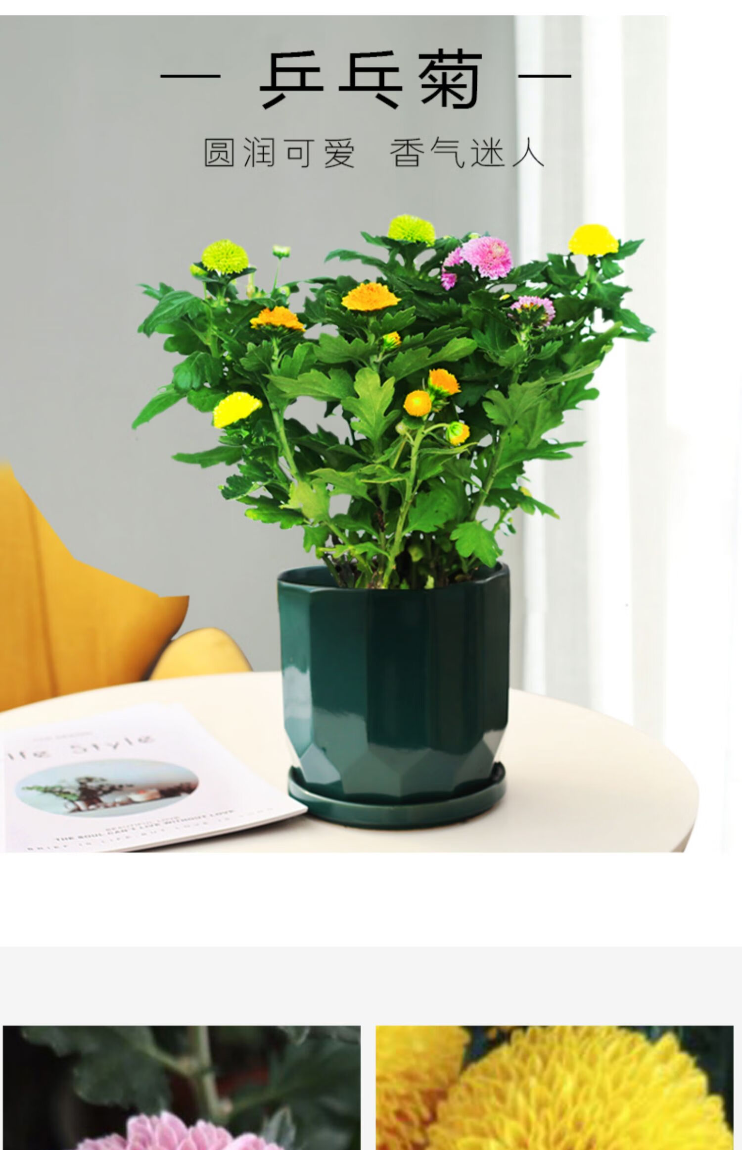 心头肉乒乓菊盆栽植物阳台庭院室内四季好养带花绿植重瓣带花苞植物