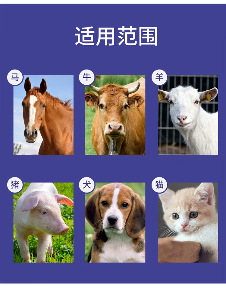 小猪发烧一般用什么针