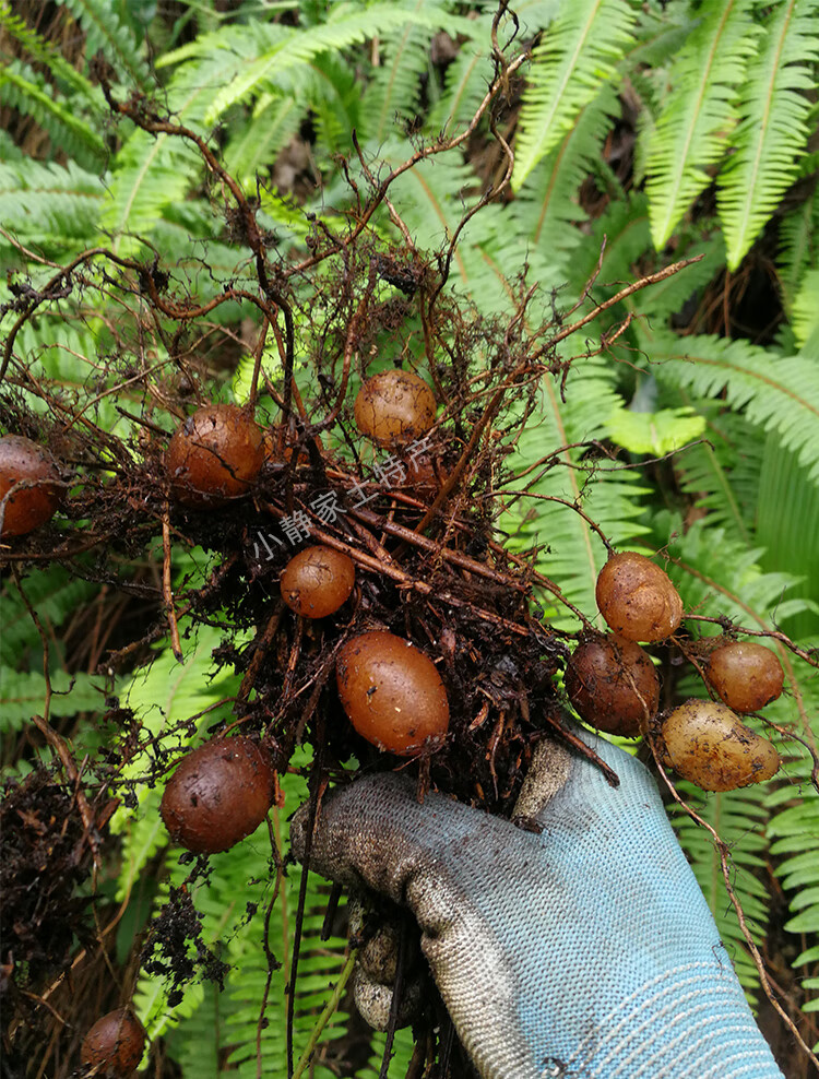 纯野石黄皮凤凰蛋蛇蛋马骝卵肾蕨果化狗儿蜈蚣草新鲜500克【图片 价格