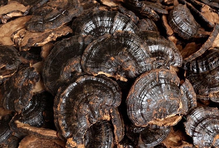 有仁堂云南黑灵芝灵芝片黑灵芝泡茶泡酒料煲汤 500克黑灵芝片【图片