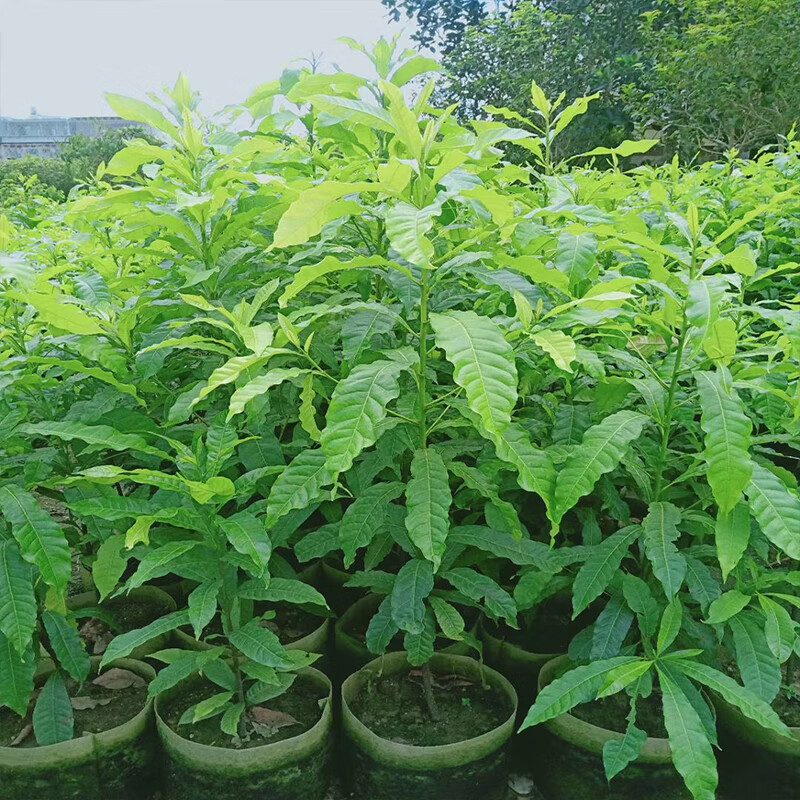 蝶遇 黄晶果苗冬蜜久蜜嫁接苗黄金果加蜜蛋黄果四季挂果盆栽美容地栽