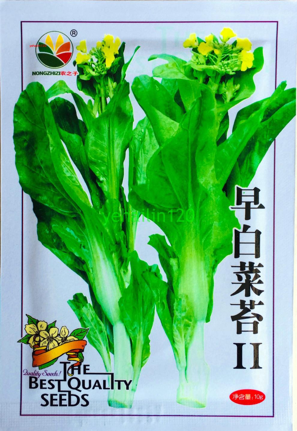 四九菜心菜薹早白菜臺蔬菜種子四季播種陽臺大棚露天庭院易種原裝四九