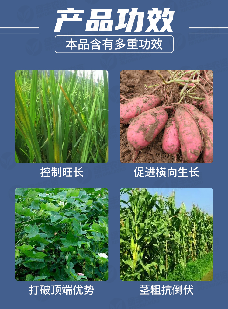 适用于多效唑挫花卉水稻控旺药矮壮素抑制剂农药植物生长调节剂500g