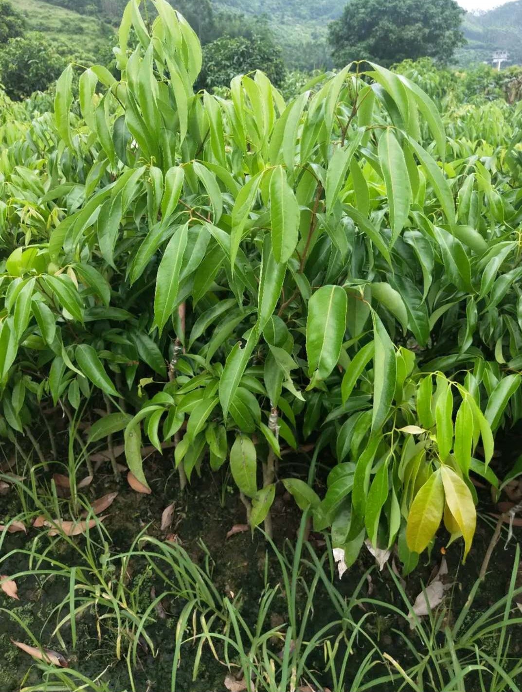 廣西荔枝苗無核妃子笑三月紅糯米餈荔枝苗南北方種植果樹苗帶土發