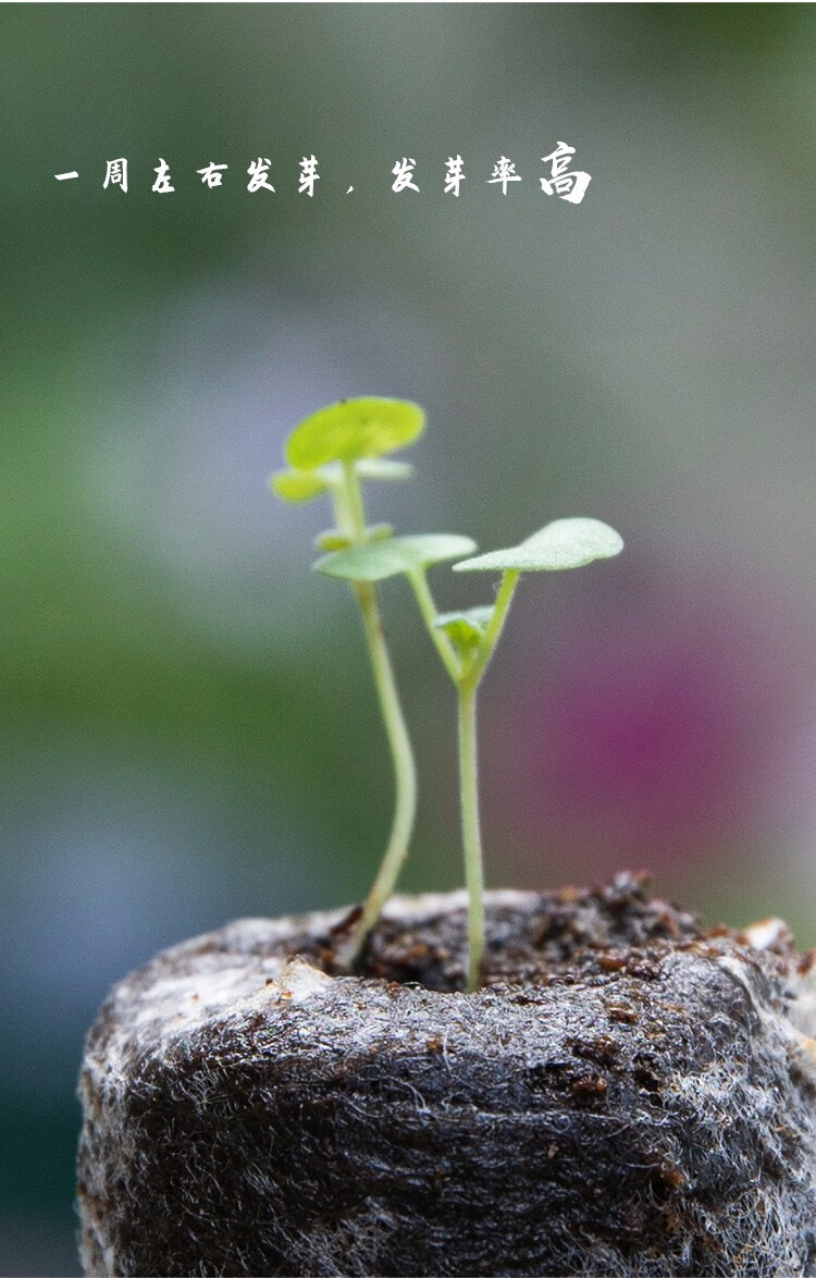 寿禾薄荷种子留兰香柠檬香水猫薄荷可食用盆栽美国薄荷种子5g约2万粒