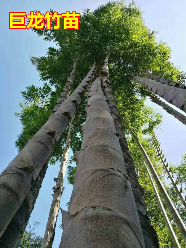 【精选绿植】大型巨龙竹竹苗食用竹笋毛竹苗竹子苗巨龙竹鞭楠竹苗根地