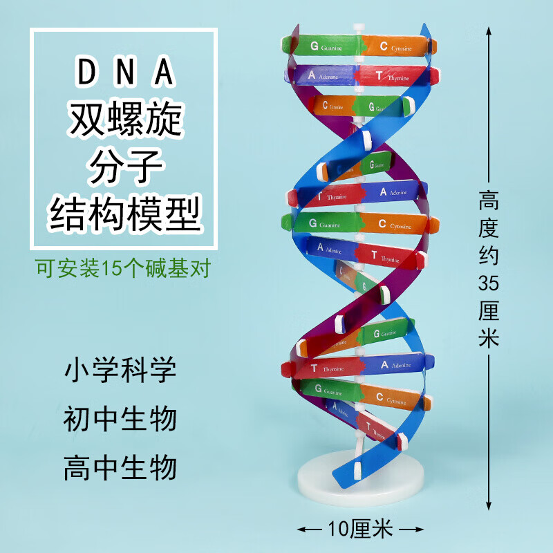 【京选推荐】高中dna双螺旋结构模型分子结构模型60cm大号带底座生物