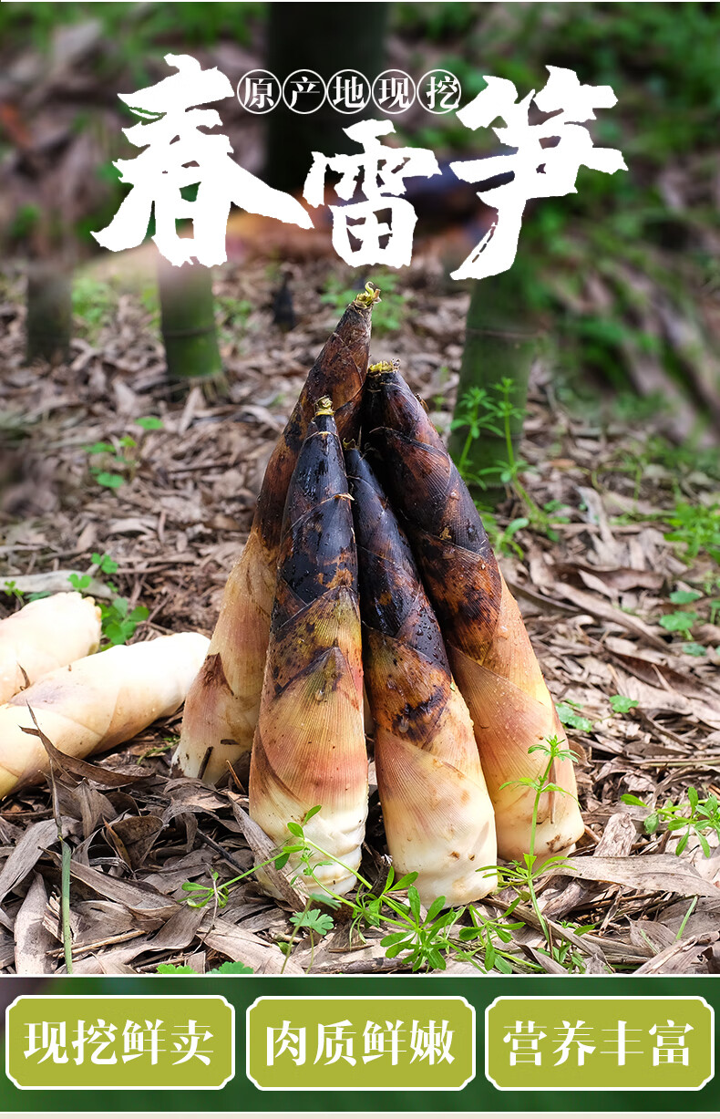 临安天目山春笋新鲜现挖竹笋冬笋雷笋油焖笋腌笃笋蔬菜5斤装团建礼