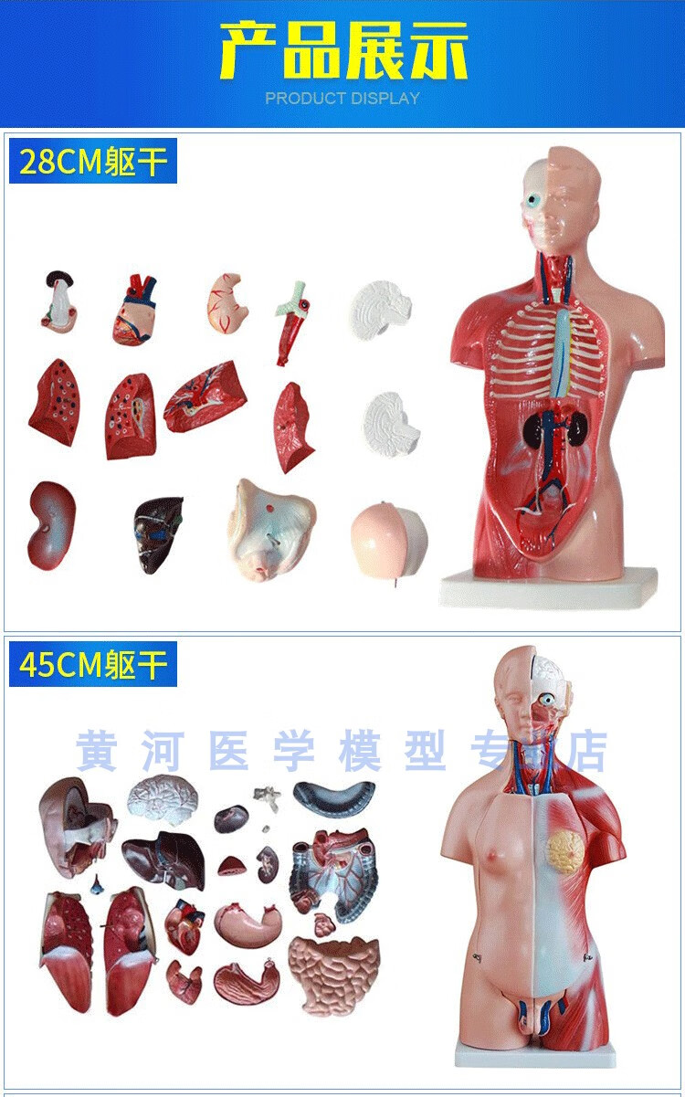 人体解剖模型器官可拆卸医学教学人体器官模型躯干结构图解剖26cm男性