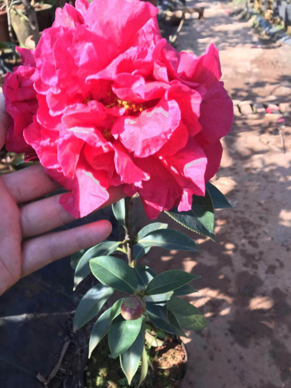 定制云茶云南茶花大理茶花狮子头(又名九心十八瓣)云南茶花巨型 3-4年