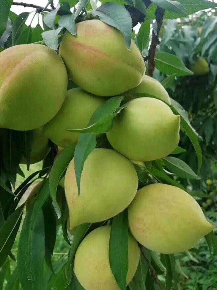 韶关鹰嘴桃新鲜水果广东翁源特产大桃子水蜜桃脆甜大果现摘 即将下市