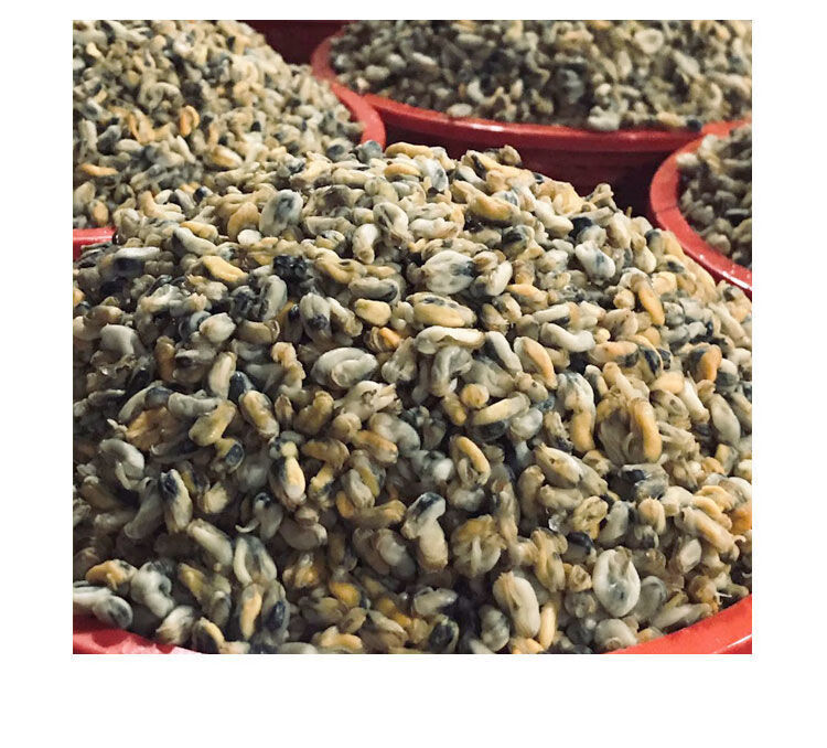 九河灌海旗舰店海瓜子肉薄壳米潮汕特产新鲜盐鸿潮菜贝类海鲜水产海