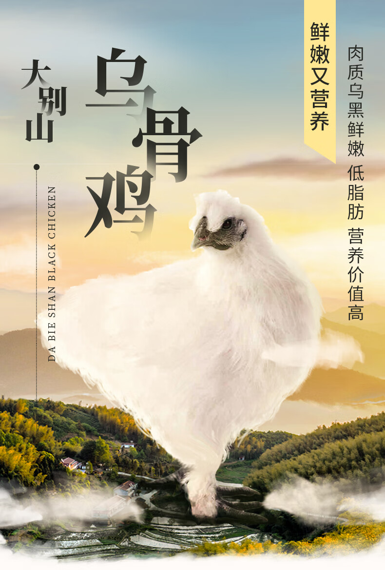 顺丰 乌鸡新鲜乌骨鸡农村散养800-600g 月子鸡五黑鸡煲汤生鲜 译蒙之