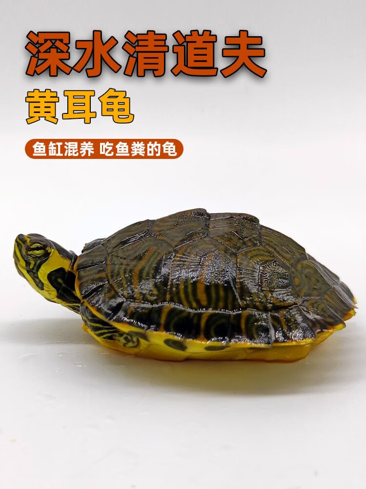 【欢客宠物】深水黄耳龟乌龟活物冷水长寿龟家养宠物观赏小乌龟招财吃
