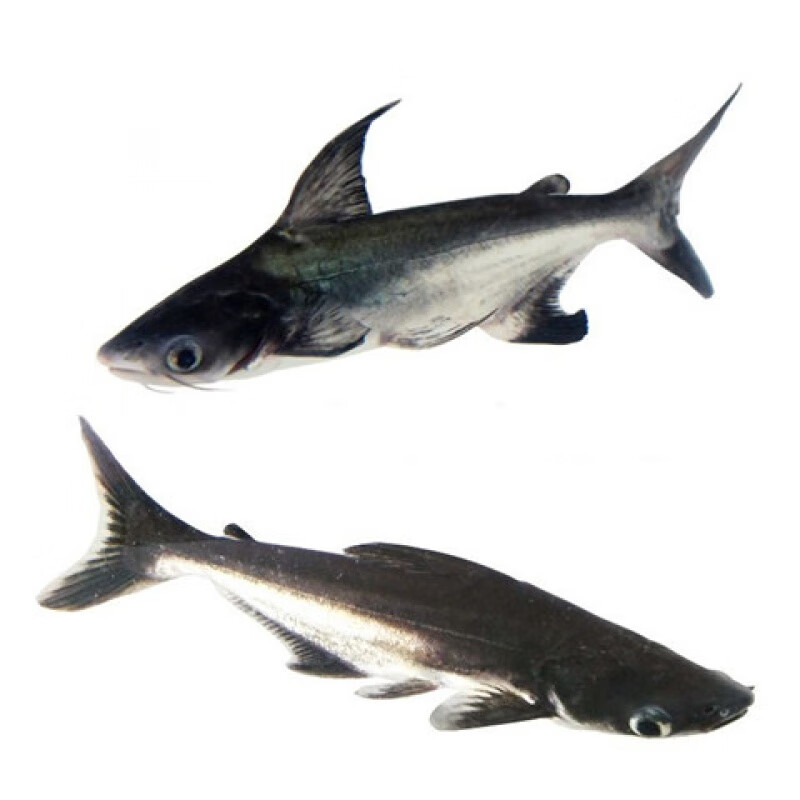 【京选推荐】热带鱼活体观赏鱼中大型淡水鲨鱼蓝鲨白鲨汗鲨虎鲨免包装