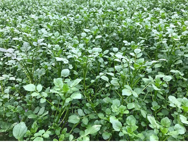 西洋菜种子 豆瓣菜种籽 四季种植野生水生儿童蔬菜野生青菜籽 西洋菜