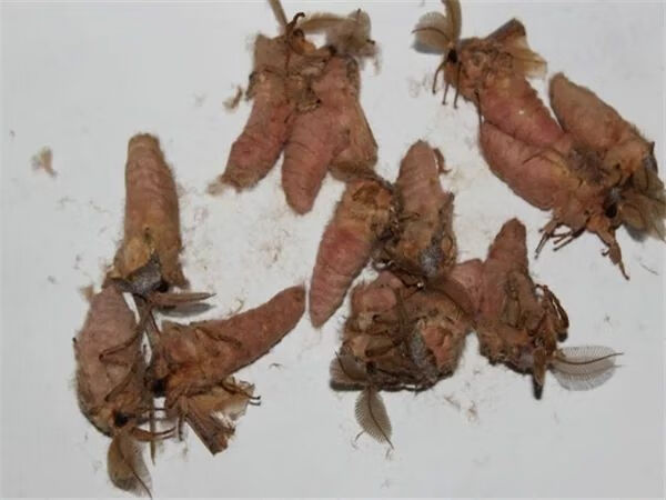 凯史甘斯 (口碑好)21年新鲜东北雄蚕蛾公蛾柞蚕蛾公蚕蛾晚蚕蛾魏蚕蛾