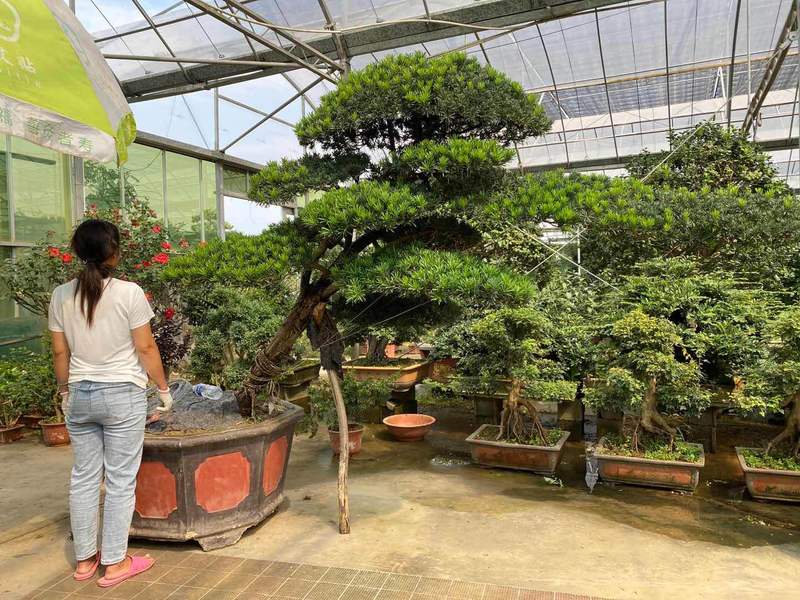 大型罗汉松盆景树桩地景树 别墅庭院摆放四季常青雀舌罗汉松 实物 深