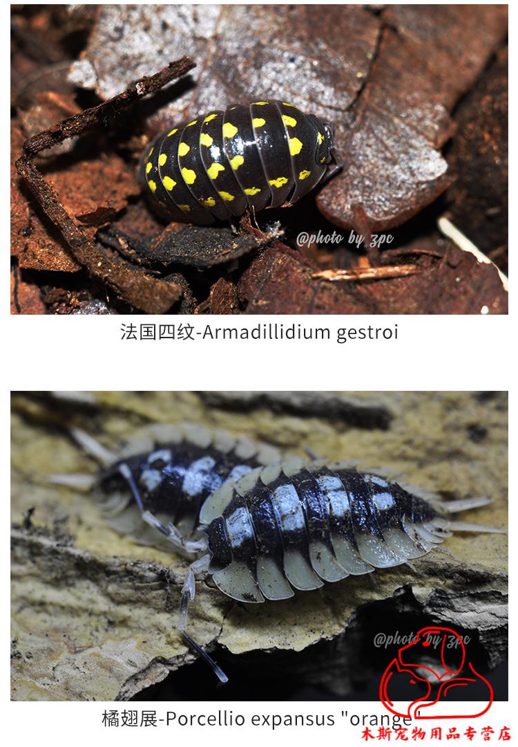 vieruodis迷你宠物鼠妇潮虫奶牛橘化雪白海星白侏儒宠物观察实验环境