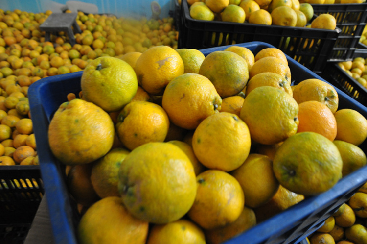 2021年正宗农产品精品瓯柑大果苦柑丽水温州特产苦橘小果欧柑苦柑中果