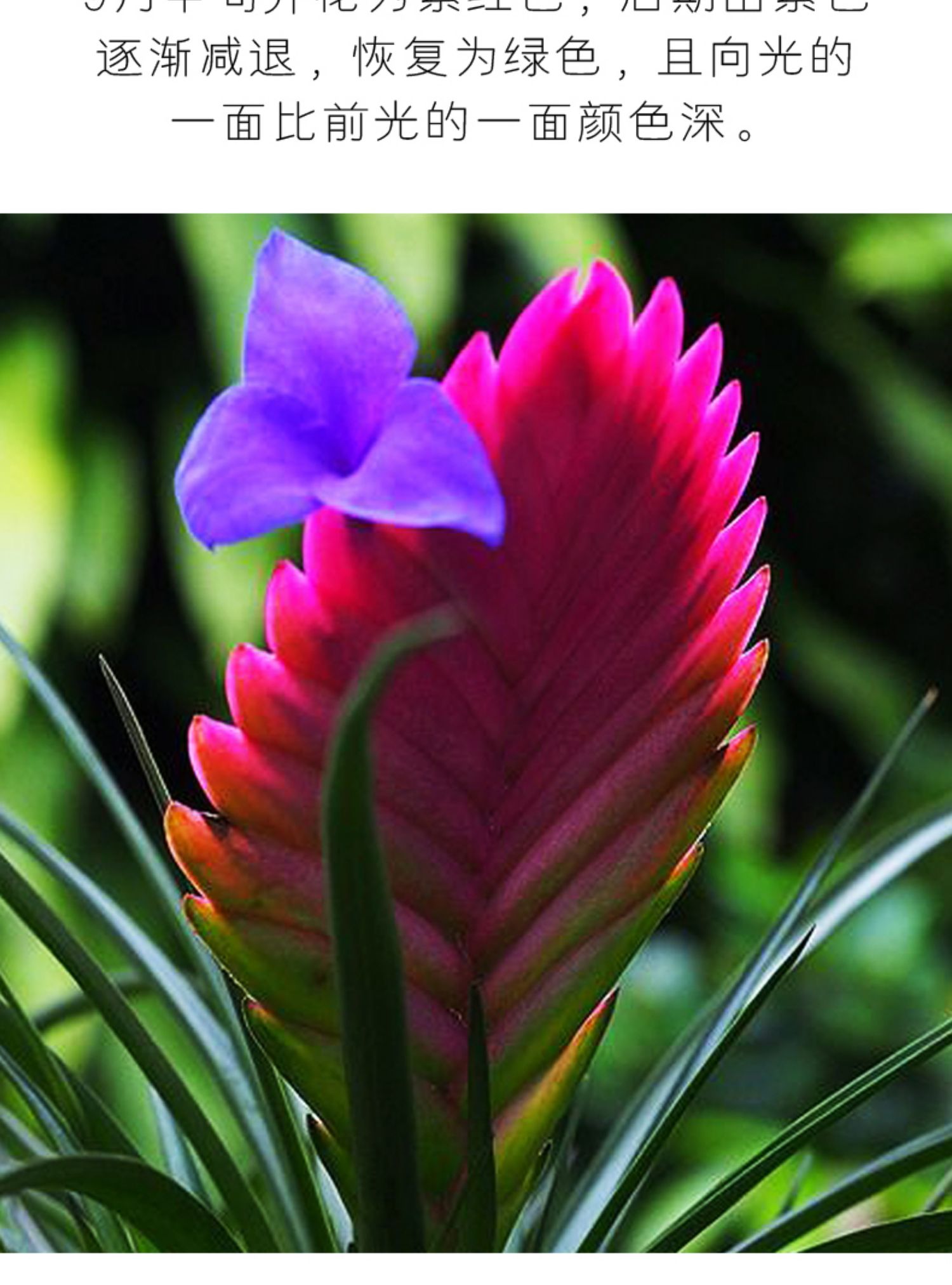 心头肉铁兰盆景植物紫花凤梨盆栽铁扇公主小植物室内好养绿植小号厚德