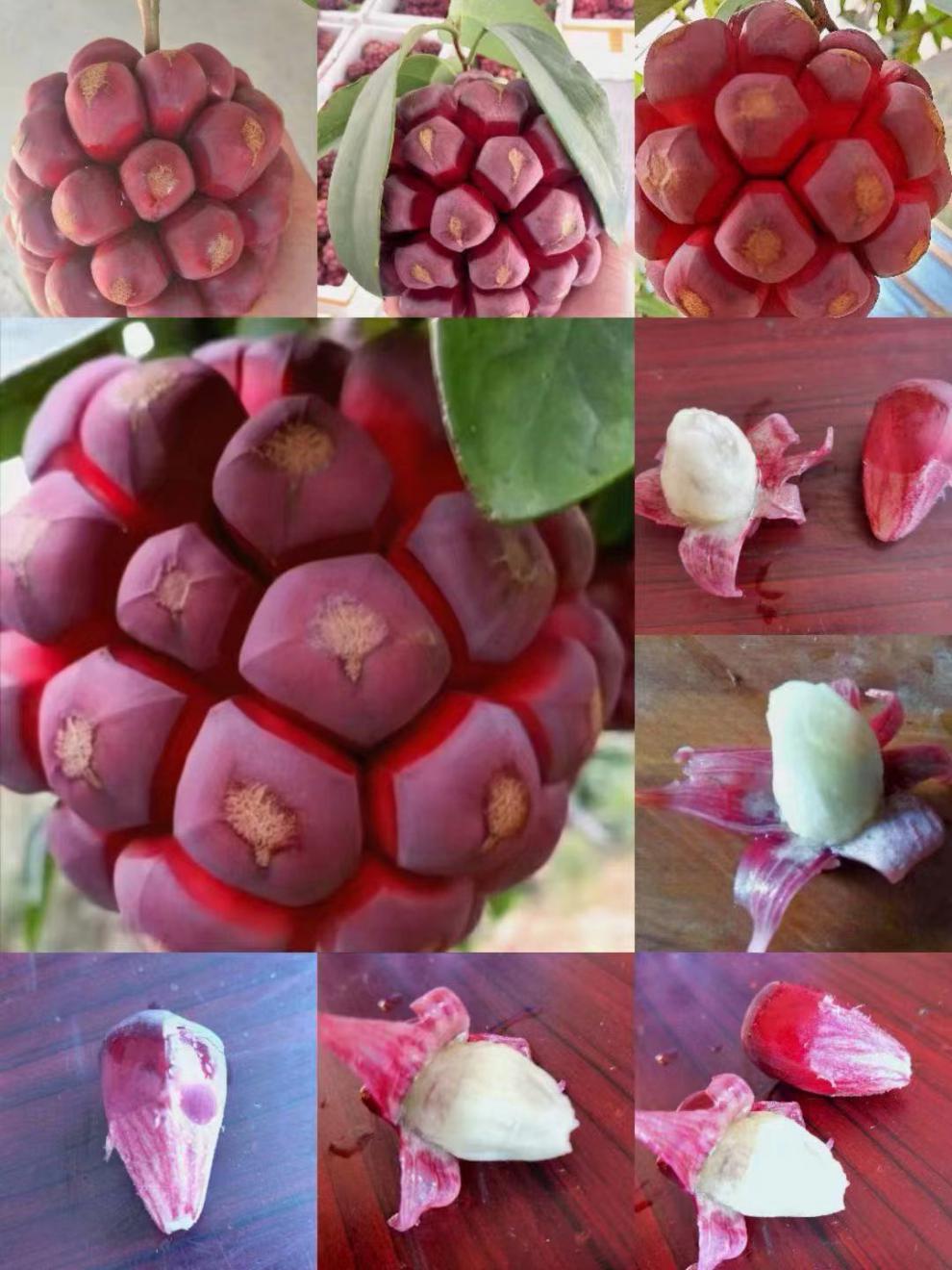 媚调顺丰 布福娜野生黑老虎水果新鲜恶魔果实 热带布福娜野生大血藤果