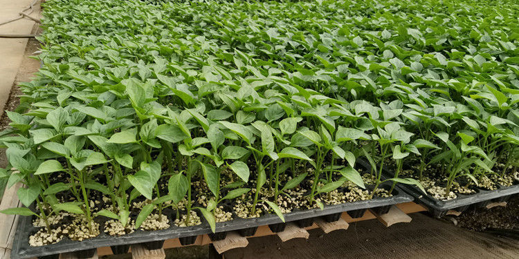 勋诚泡沫育苗盘育苗盘穴盘蔬菜培育盘多肉苗木扦插育苗盒辣椒玉米