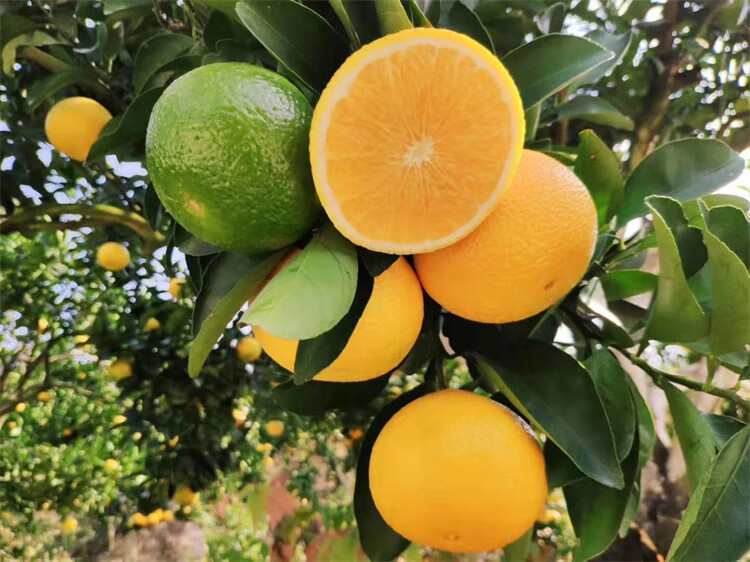 精选桔柚正宗庆元甜桔柚子9斤礼盒装新鲜水果现摘高山甜橘柚特级大果