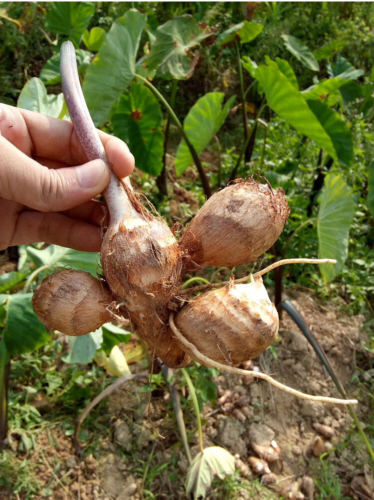 江西芋头新鲜蔬菜小芋头农家现挖芋艿毛芋仔芋子软滑