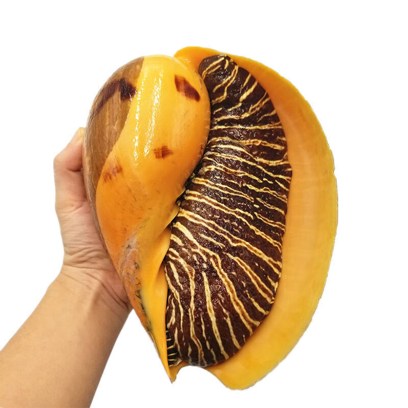 海捕椰子螺黄螺批发18斤鲜活速冻超大油螺木瓜螺海鲜