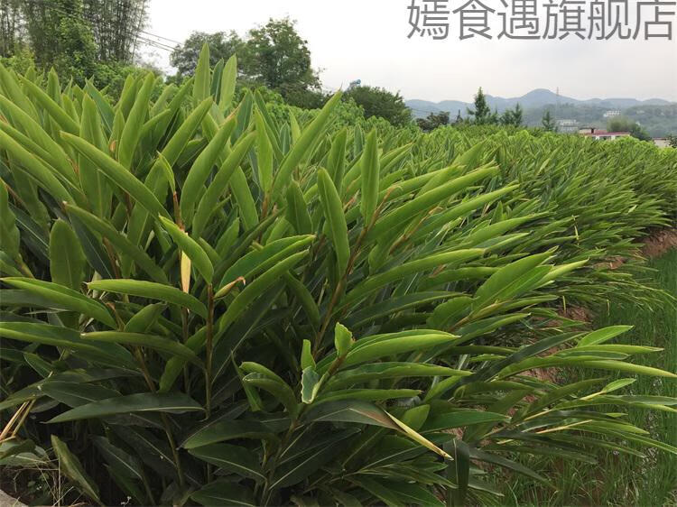 叶儿粑叶子四川宜宾猪儿粑叶子新鲜叶儿粑叶叶材料做鸭儿粑叶叶良姜叶